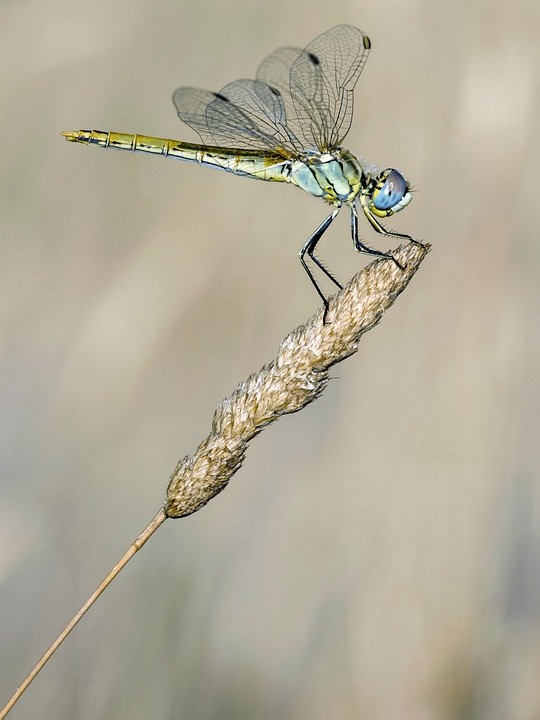 איך להתמודד עם ילדה מרושעת